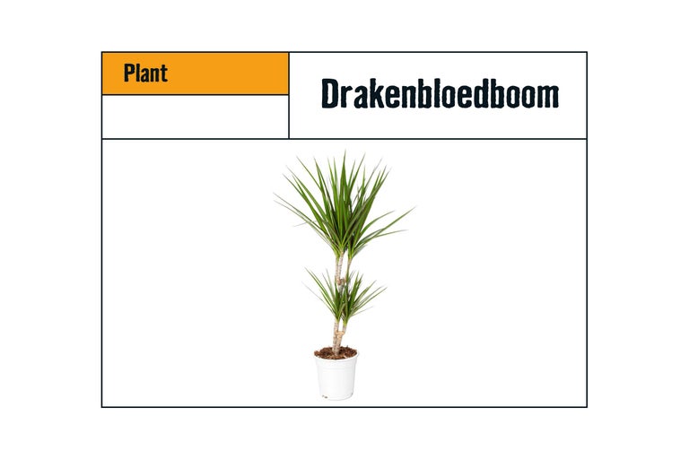 Drakenbloedboom in pot