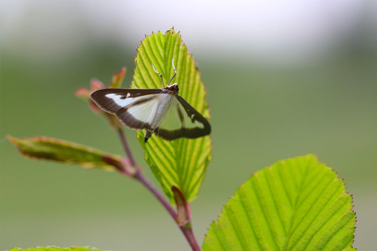 Vlinder op een blad