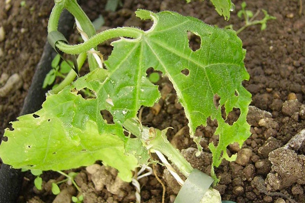 Plant met bladschade in de tuin