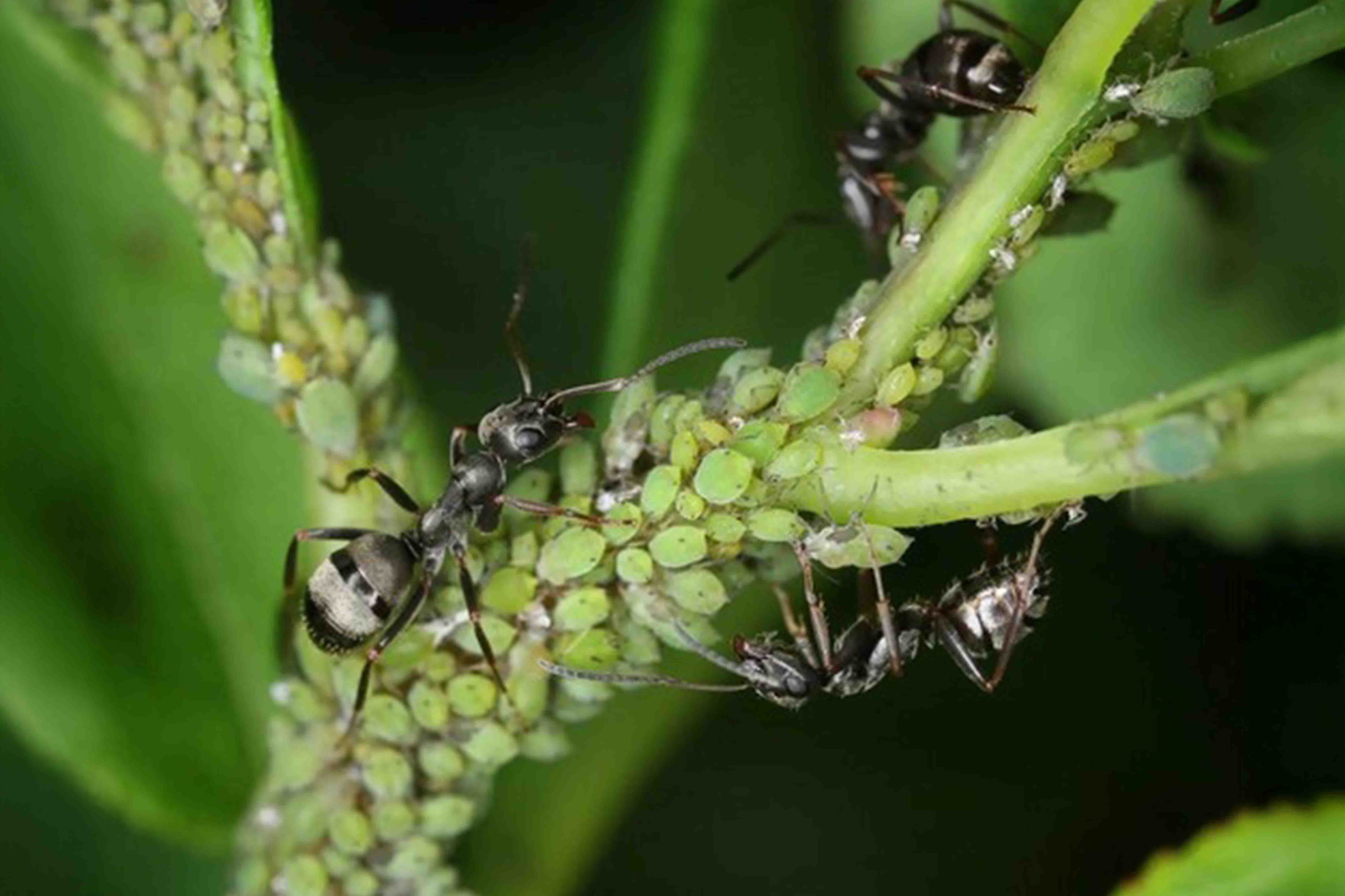 Mieren op een plantenstengel met bladluizen