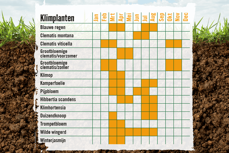 Plantkalender voor klimplanten met informatie over bloeitijden