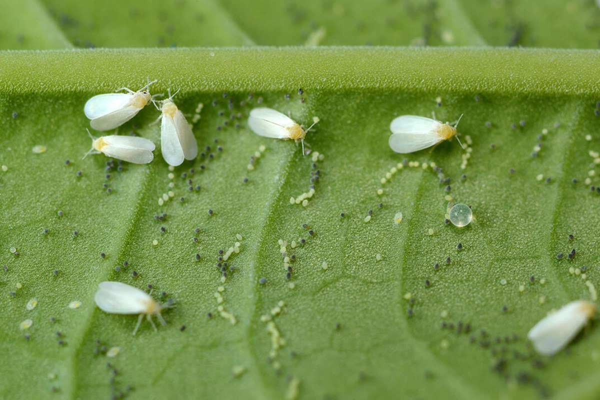 Witte vliegen en eitjes op een blad