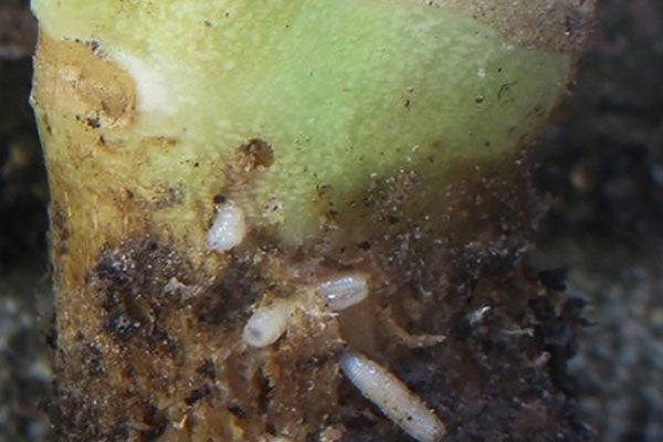Larven op een plantenwortel