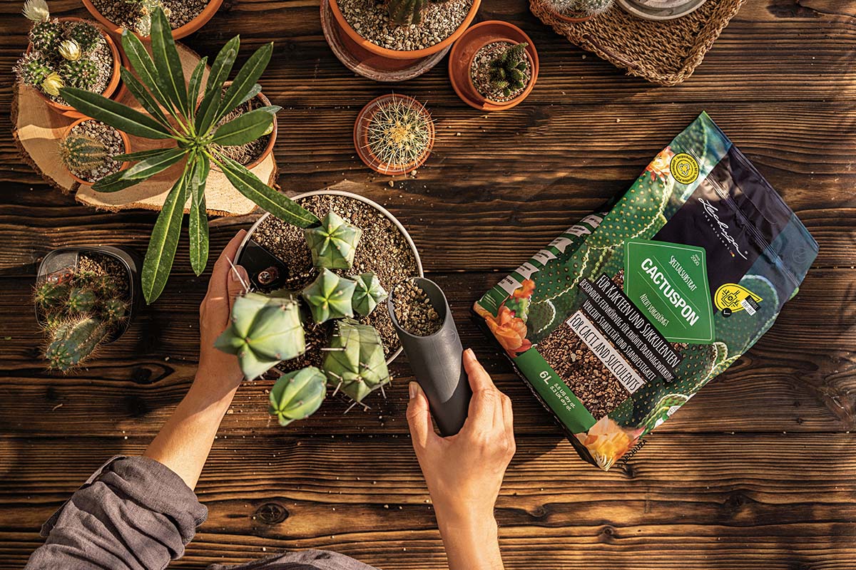 Op een houten tafel staan cactussen, vetplanten, een schep en een pak Lechuza Cactuspon speciaal substraat.