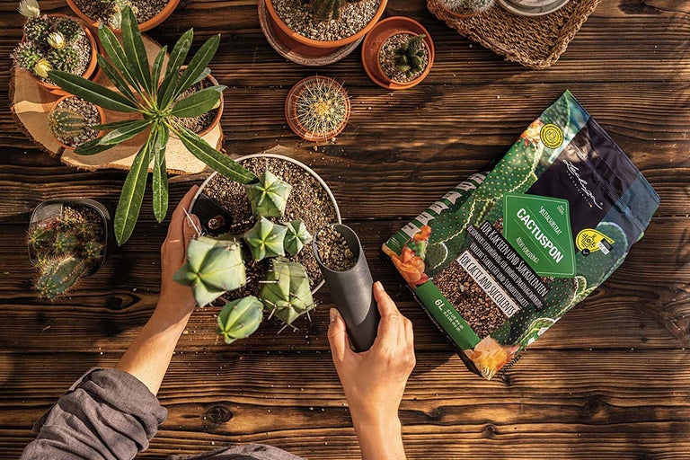 Op een houten tafel staan cactussen, vetplanten, een schep en een pak Lechuza Cactuspon speciaal substraat.