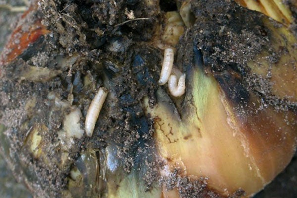 Close-up van een hoef met maden