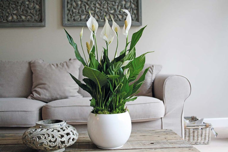 Vredeslelie in een witte pot op een houten tafel in een woonkamer