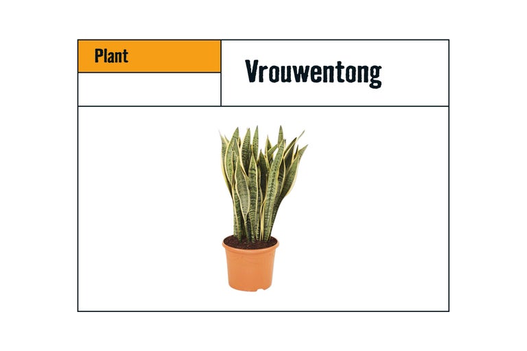 Vrouwentong kamerplant in pot