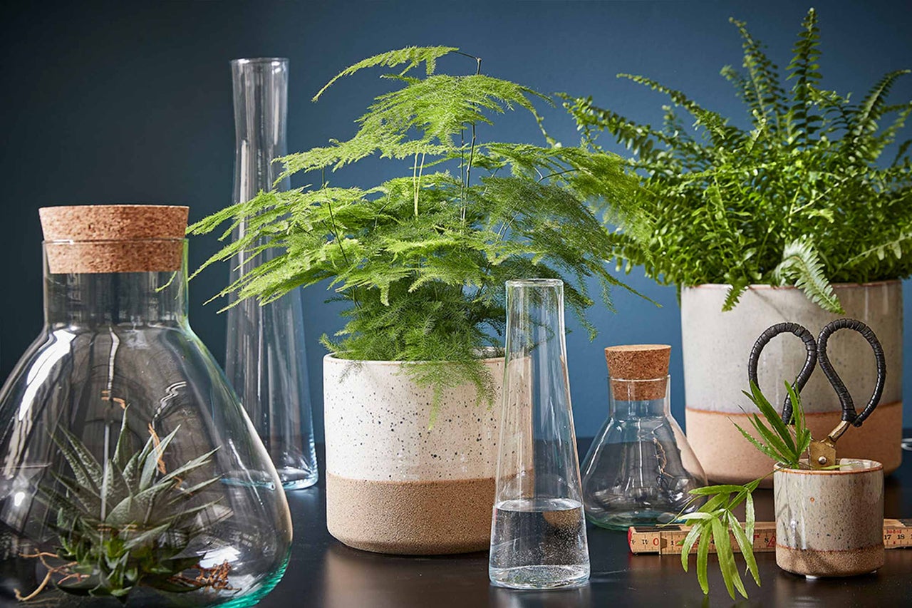 Arrangement van kamerplanten en glazen vazen op een donker oppervlak