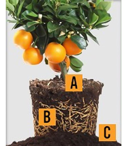 Sinaasappelboom met wortels en de letters A, B en C.
