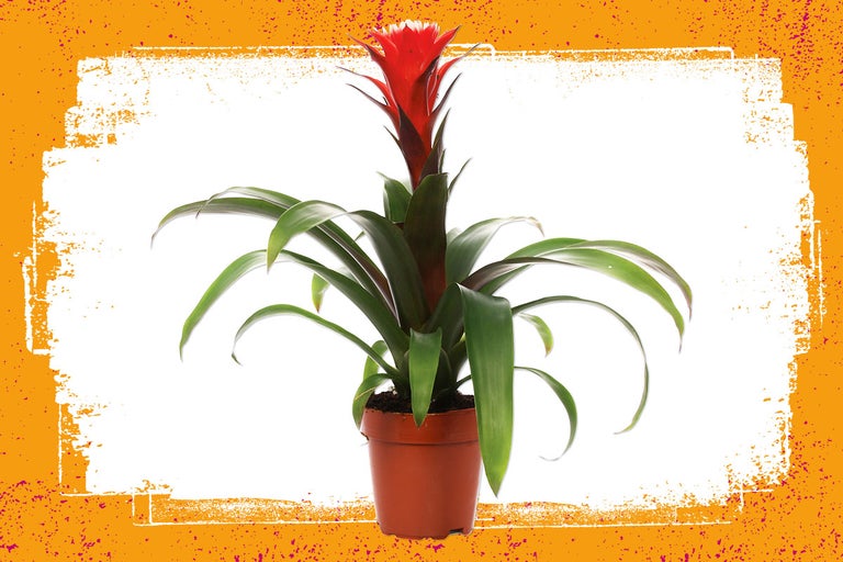 Bromelia in een pot