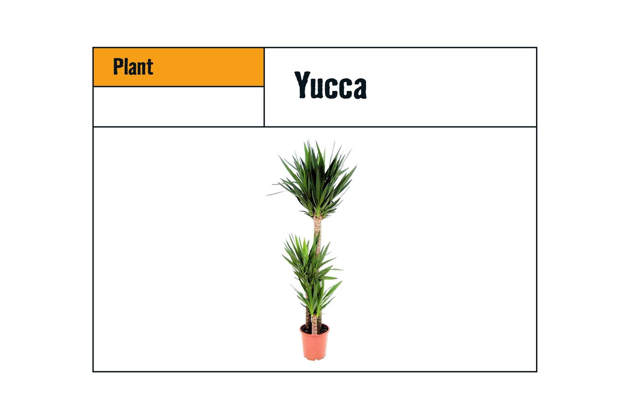 Yucca palm in pot