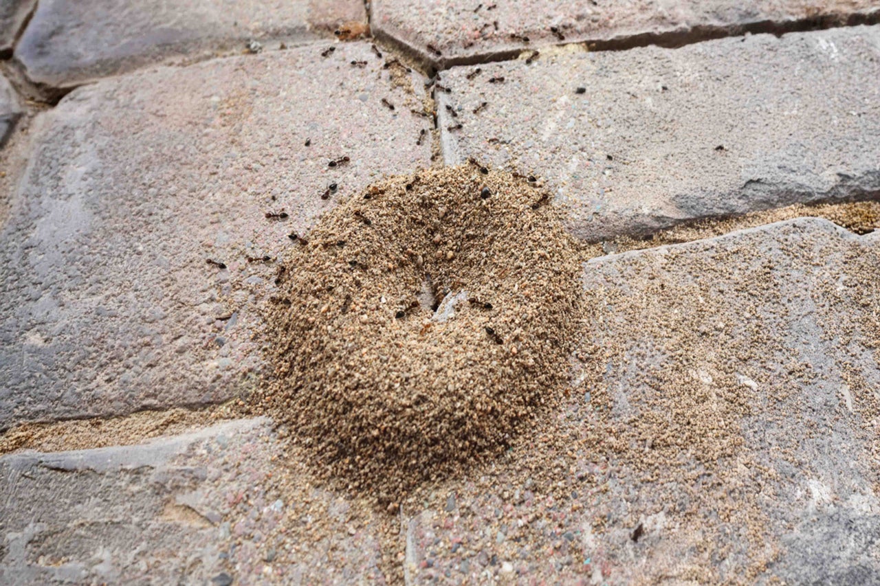 Mierennest op bestrating met mieren