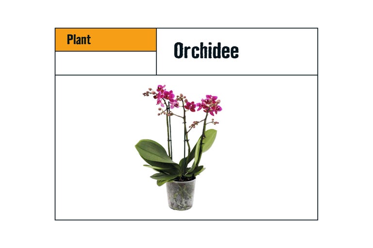 Orchidee in pot