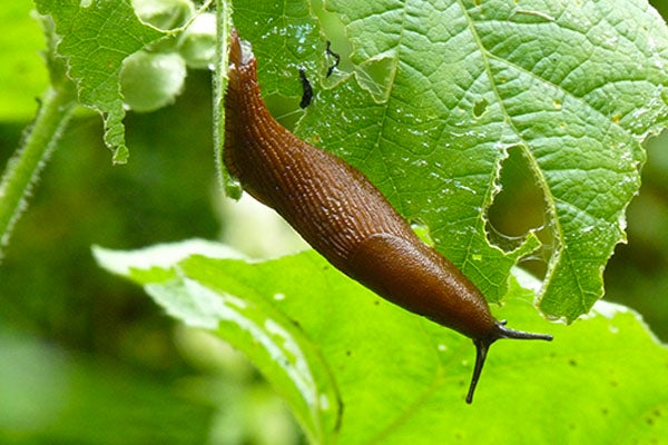 Naaktslak op een blad met vraatschade