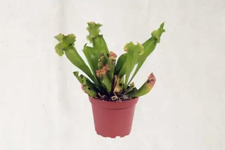 Vleesetende plant in pot