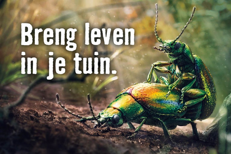 Twee kevers paren in de tuin.