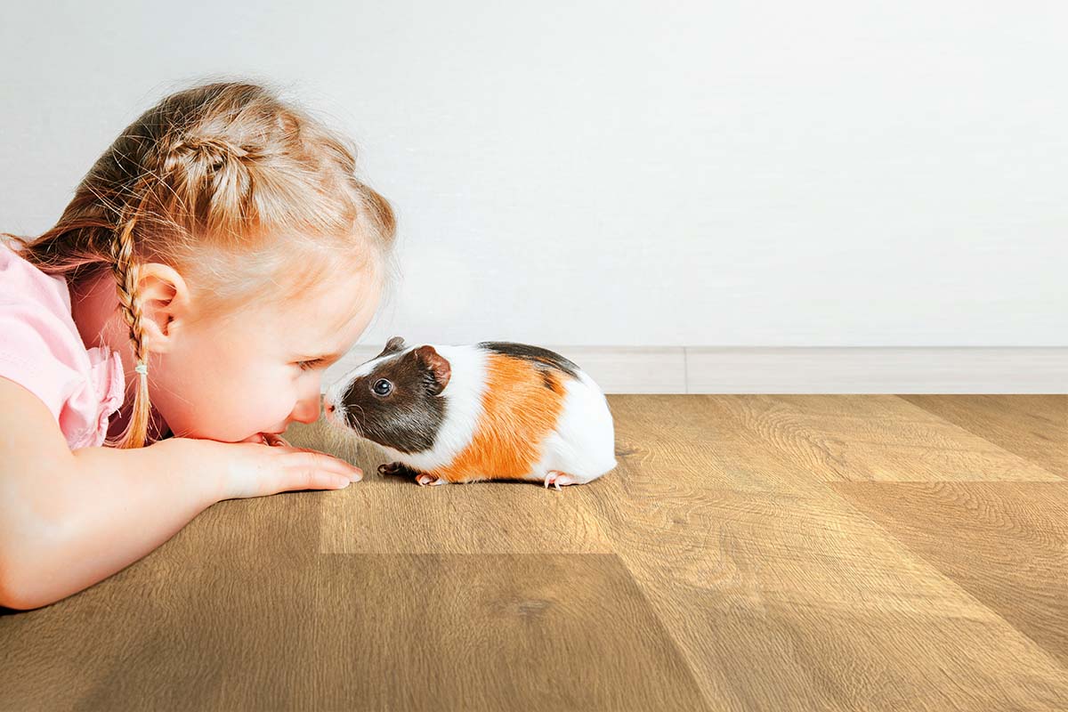 Een meisje nadert een cavia op een houten vloer.