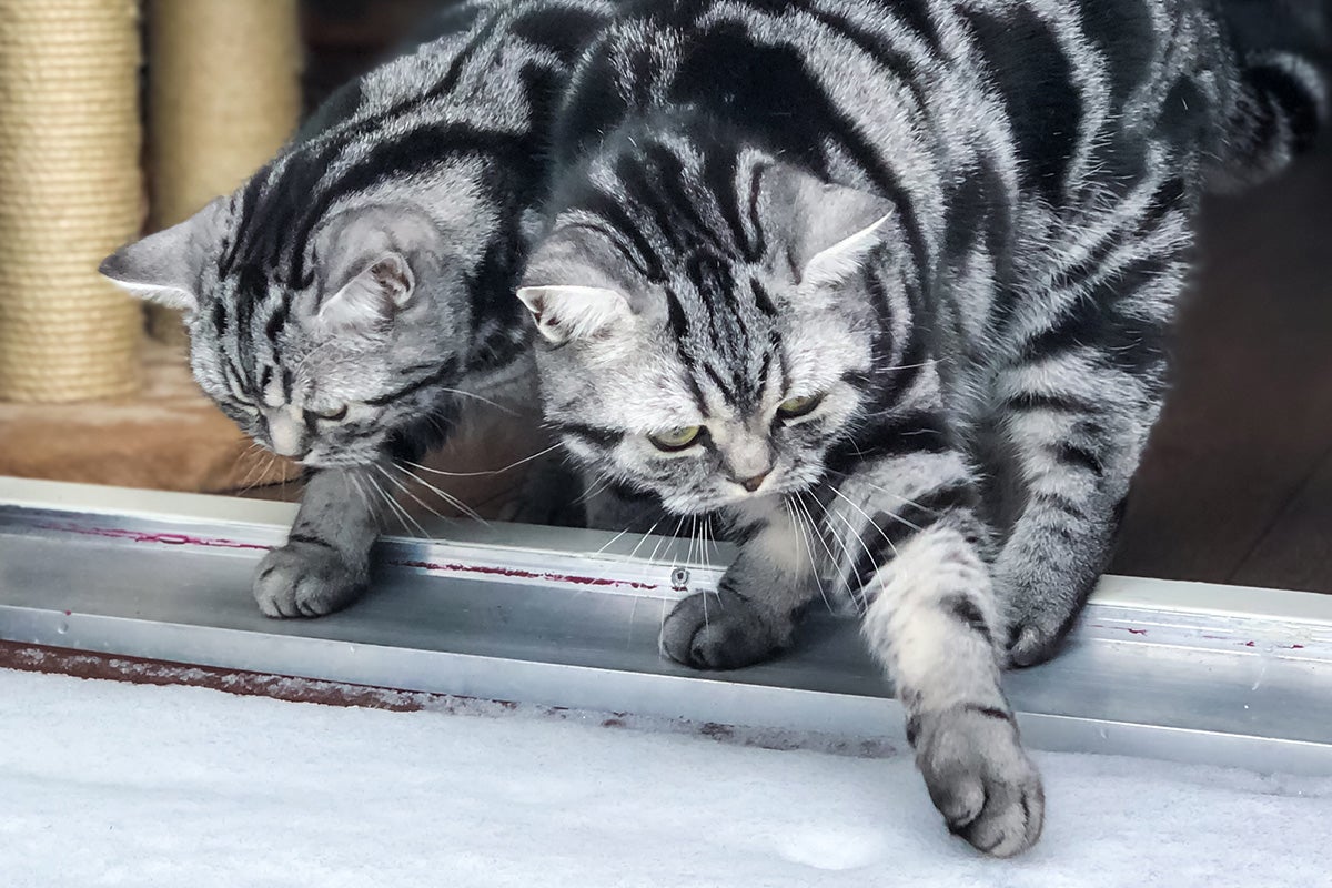 Twee getijgerde katten met zilverkleurige vacht kijken naar sneeuw