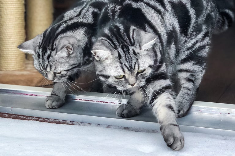 Twee getijgerde katten met zilverkleurige vacht kijken naar sneeuw
