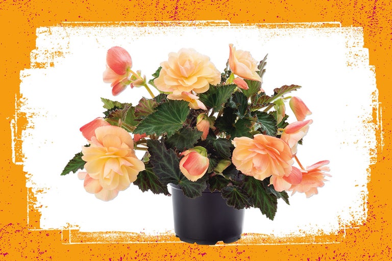Begonia in pot met bloemen