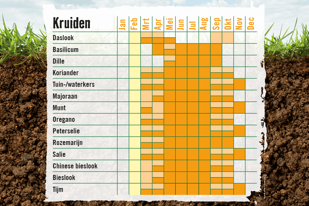 Overzicht van de oogstmaanden van verschillende kruiden.