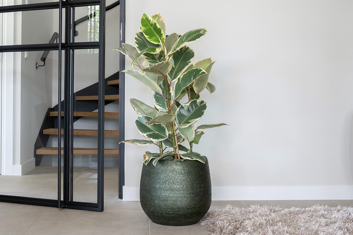 Rubberboom in een pot in de woonkamer