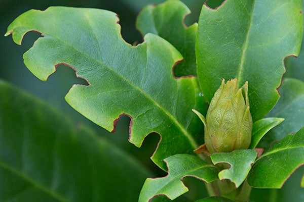 Bladeren van een plant met schade door ongedierte