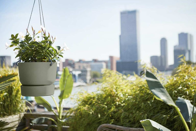 Hangpot met witbloeiende plant op een balkon