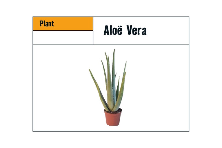 Aloë Vera plant in een pot