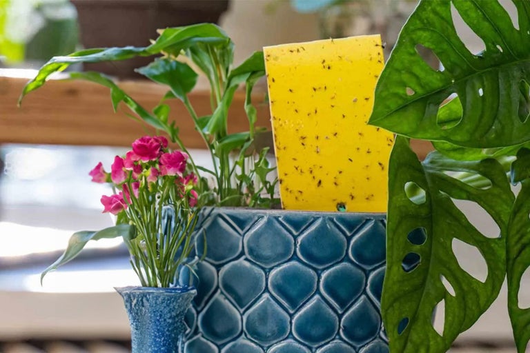 Kamerplanten in gestructureerde pot met insectenval