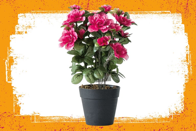 Azalea in pot als decoratie