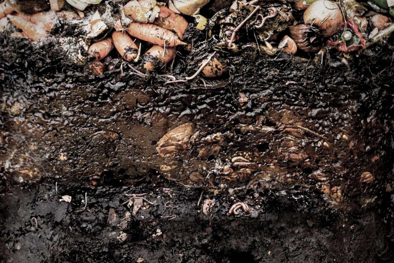Compost met groenten en wormen