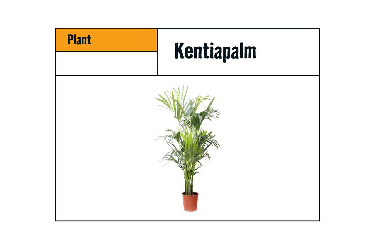 Kentia palm in pot