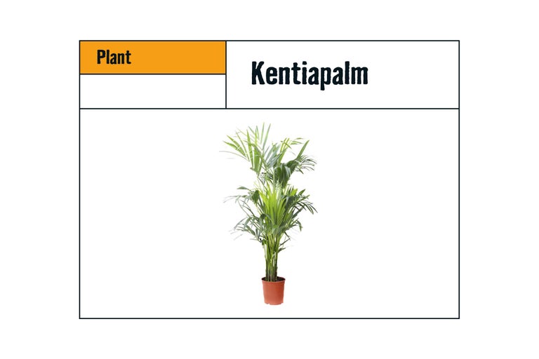 Kentia palm in pot
