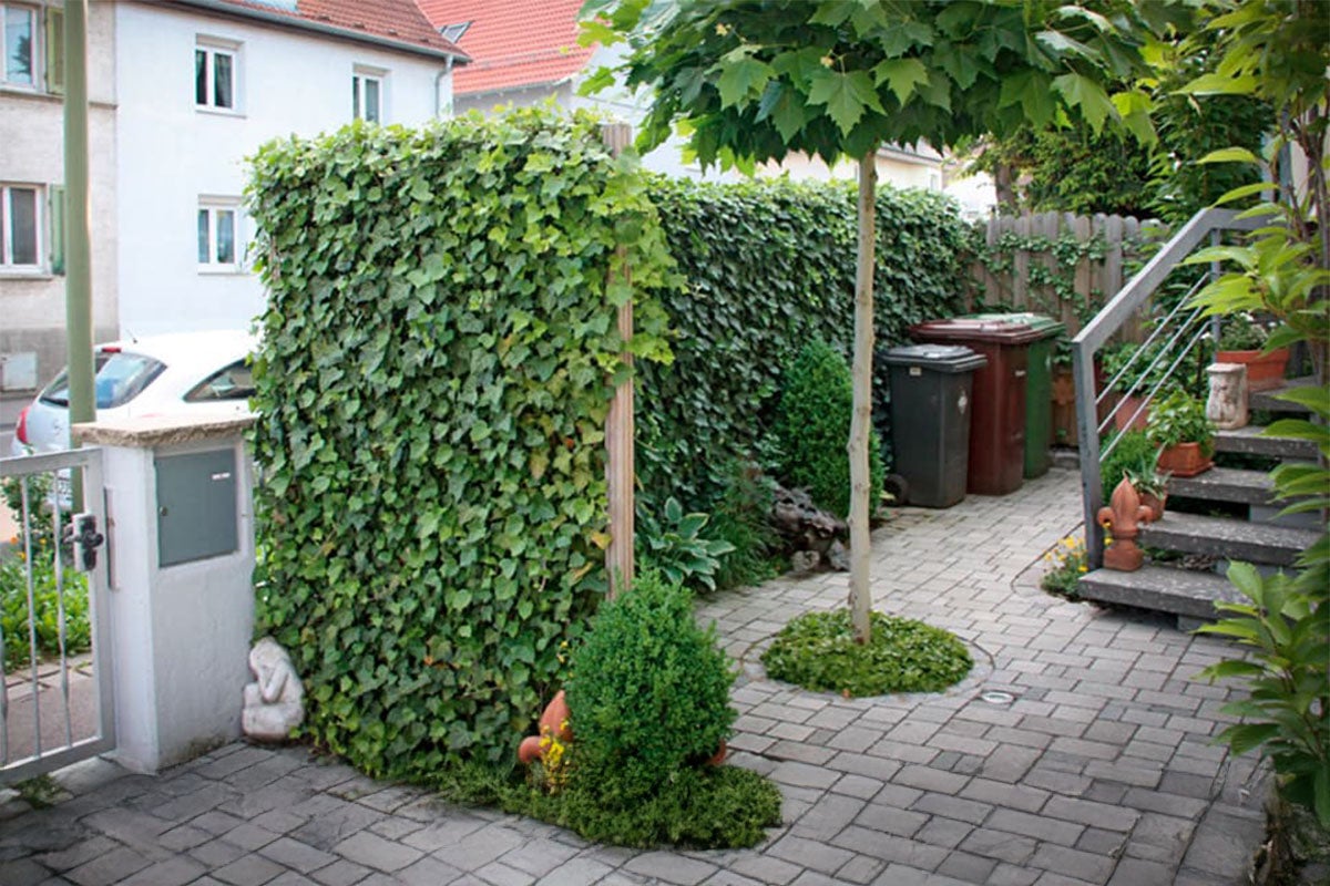 Tuin met met klimop begroeide muur en bestraat pad