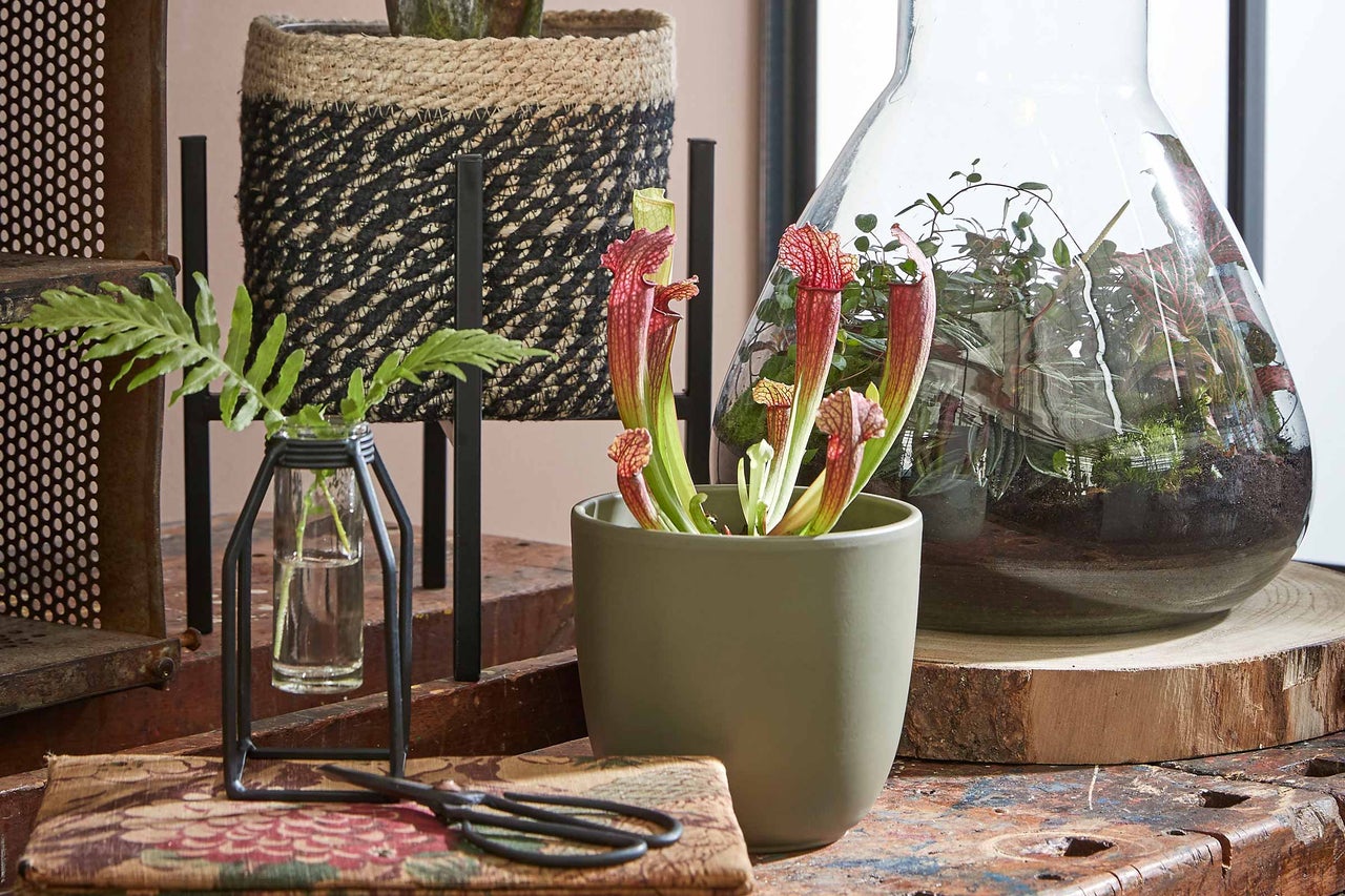 Scene met bekerplant in een pot, glazen vaas, planten in glas en decoratie op een tafel