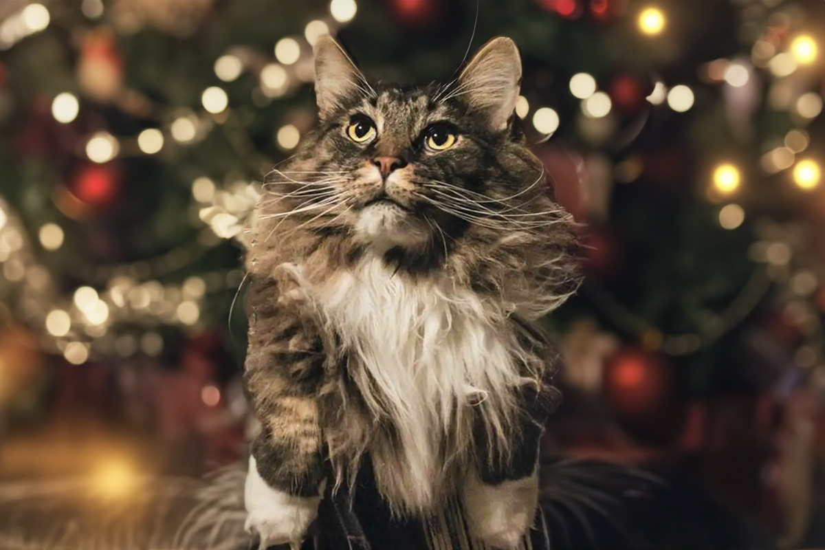 Maine Coon kat voor een kerstboom