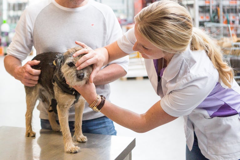 Een dierenarts onderzoekt een hond die wordt vastgehouden door zijn eigenaar.