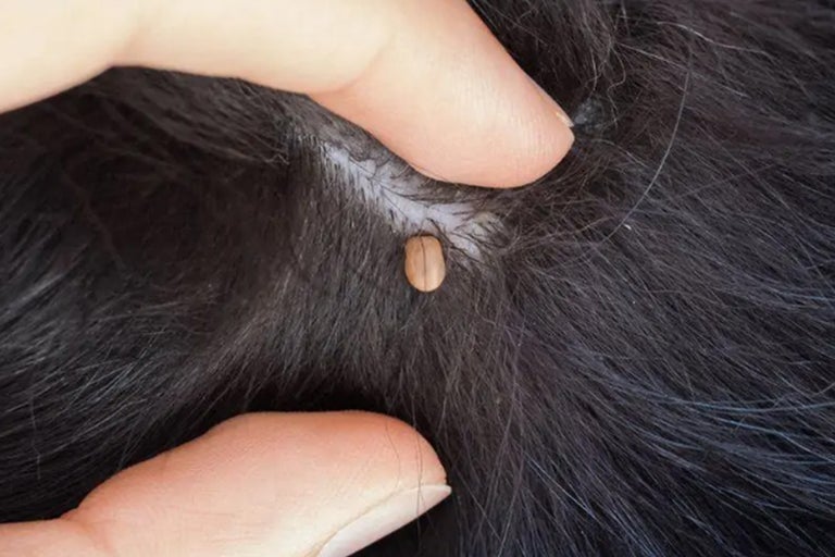 Teek in de vacht van een dier onder menselijke vingers