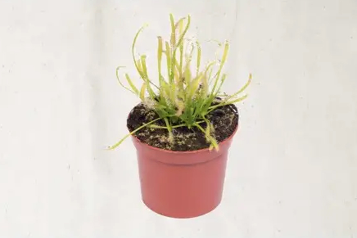 Zonnedauw in pot