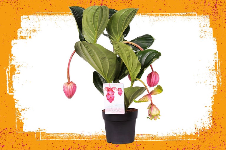 Medinilla magnifica kamerplant in pot met groene bladeren en roze bloemen