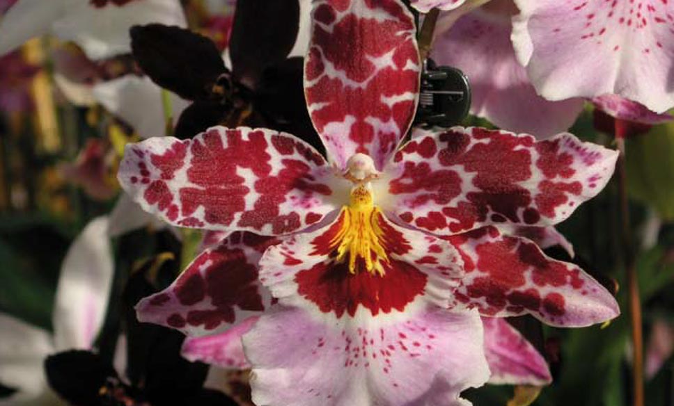 Close-up van een Miltonia orchidee met gevlekte bloemblaadjes