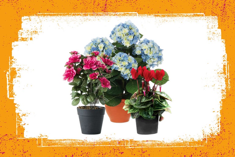 Drie potplanten, waaronder hortensia's, cyclamen en azalea's