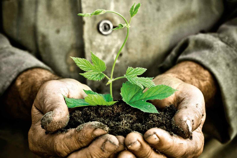 Een handvol aarde met een plant