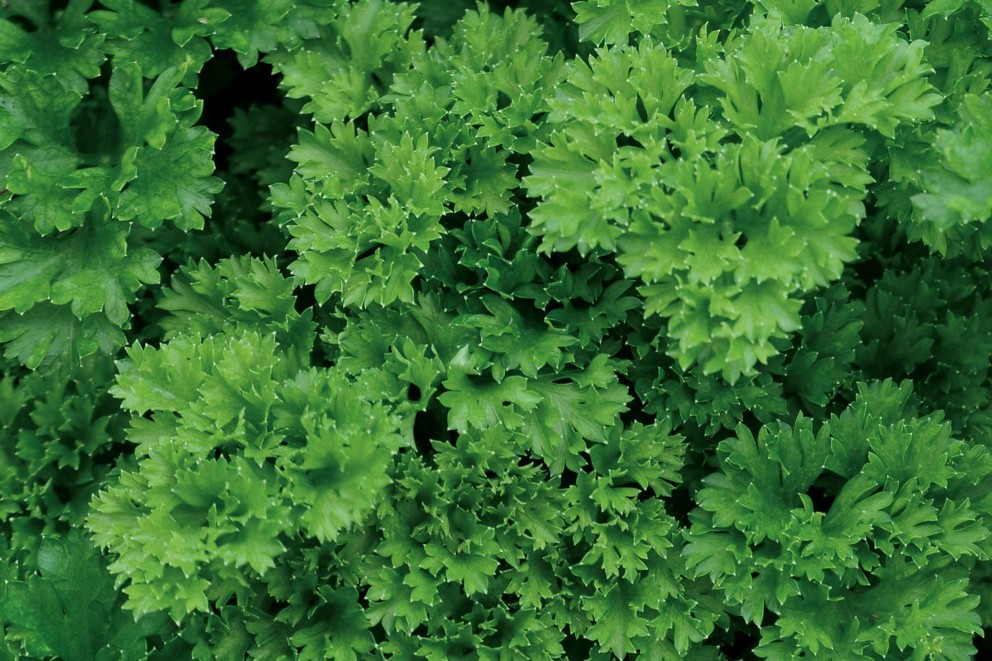 Urban gardening | peterselie recept | HORNBACH Urban gardening | peterselie recept | HORNBACH