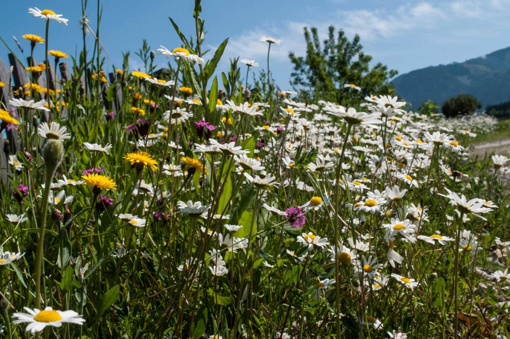 Bloemenweide veldbloemen . HORNBACH Bloemenweide veldbloemen . HORNBACH