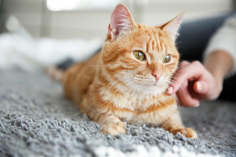 Een gestreepte kat ligt op een tapijt en wordt geaaid door een hand.