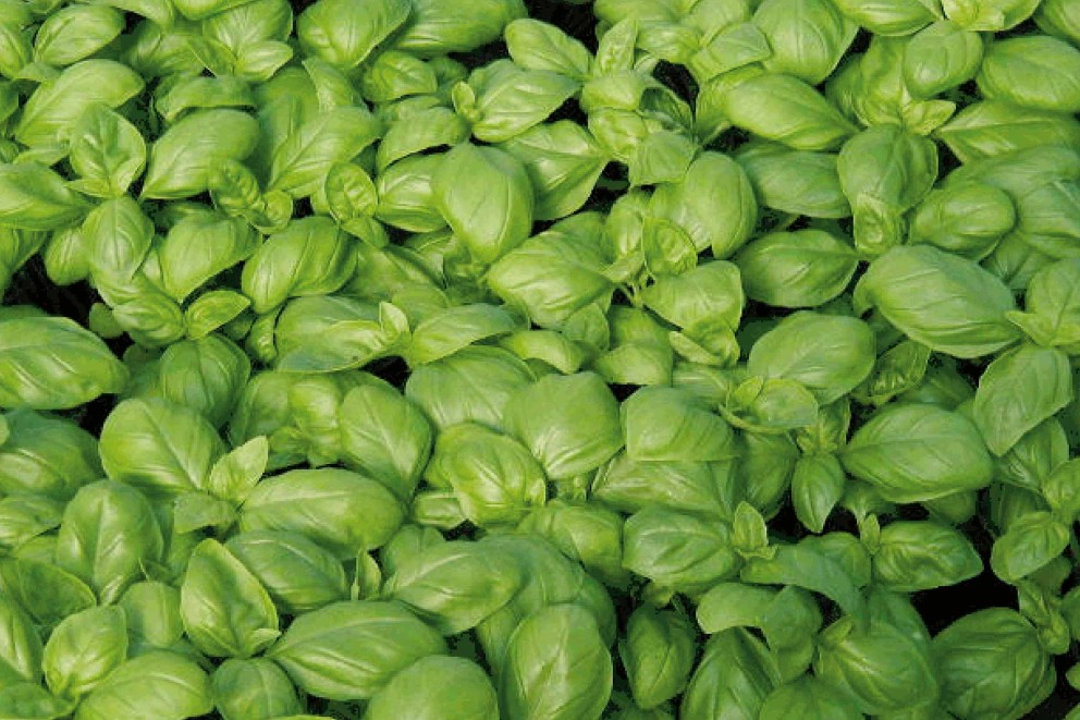 Urban gardening | basilicum recept | HORNBACH Urban gardening | basilicum recept | HORNBACH
