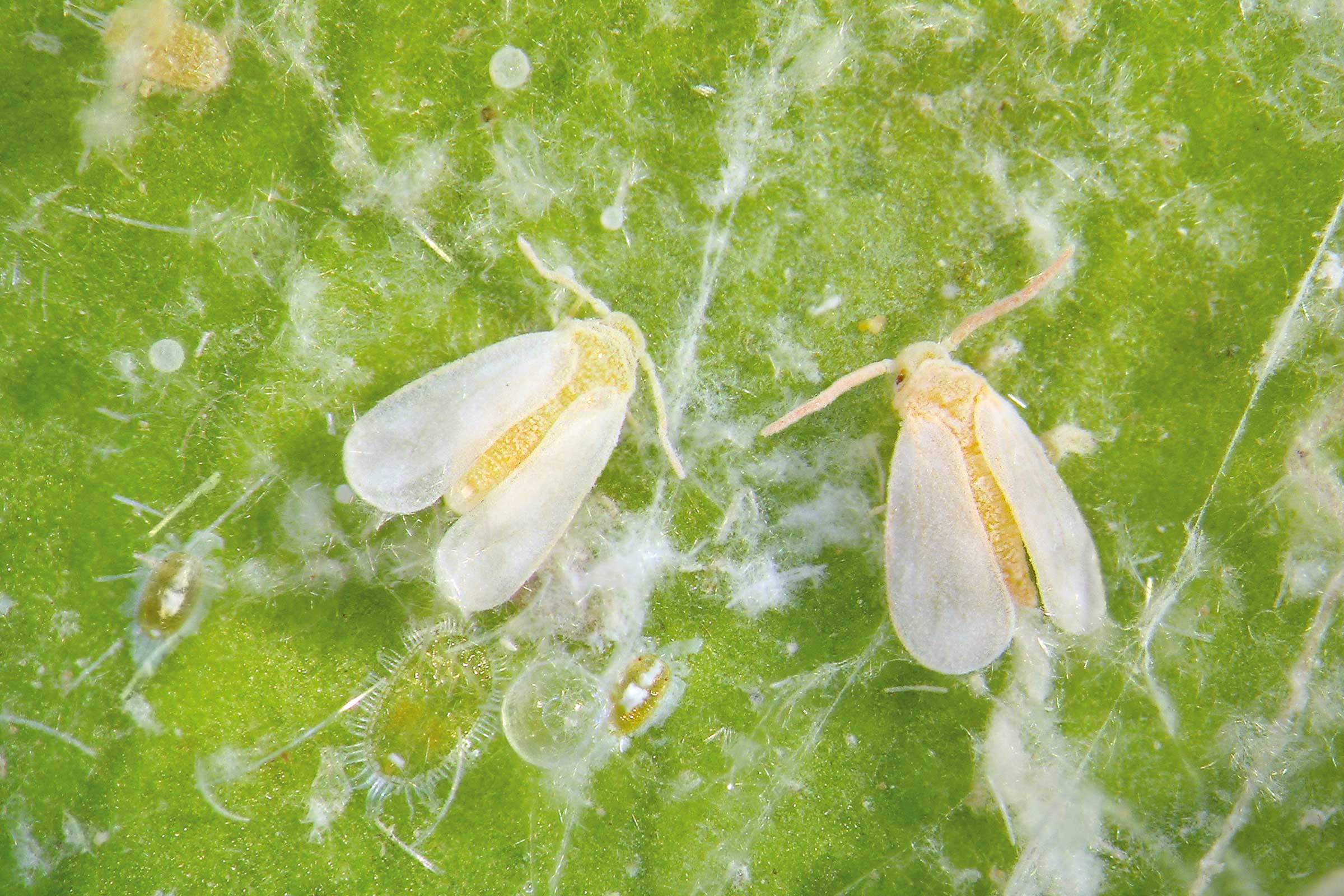 Close-up van witte vliegen op een blad, een plaag in de tuinbouw